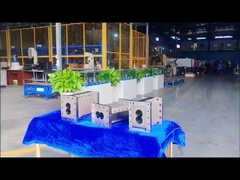 বিভক্ত ফার্ন